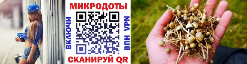 Псилоцибиновые грибы Psilocybine cubensis  Александров 